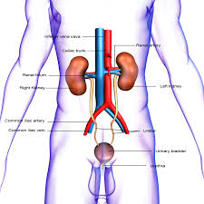 urinary system