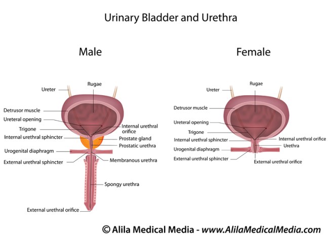Comparing male and female urinary systems