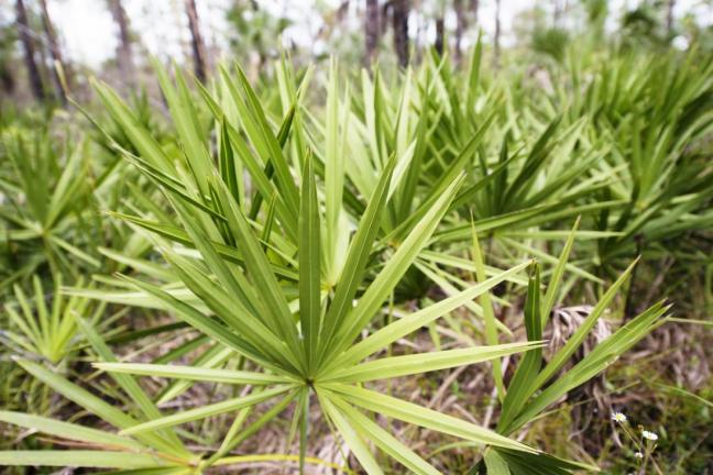 saw-palmetto